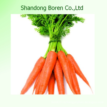 Новый урожай моркови из Шаньдун Борена